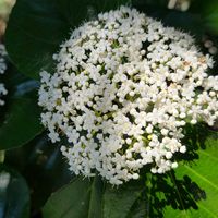 ガマズミの画像