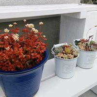 紅稚児,多肉植物,多肉植物の紅葉,元気に育て♡,多肉大好き！の画像