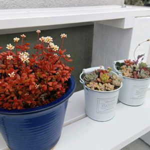 紅稚児,多肉植物,多肉植物の紅葉,元気に育て♡,多肉大好き！の画像