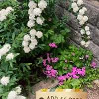 コデマリ,クリサンセマム,ネギ,カタバミ,スーパーチュニア　ビスタミニの画像