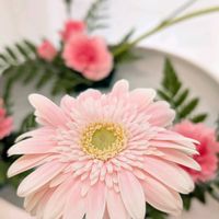 アジサイ,カーネーション,ガーベラ,ガーベラ,カラーの画像