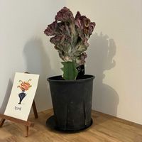 キング マハラジャ,ユーフォルビア,植物のある暮らし,玄関アプローチの画像