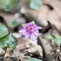 ニリンソウ,ワスレナグサ,雪割草,山野草,iPhone撮影の画像