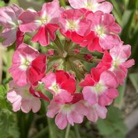 バーベナ,宿根バーベナ,バーベナピンクパフェ,宿根バーベナピンクパフェ,鉢植えの画像