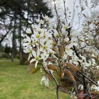 ジューンベリー,ジューンベリー,公園の画像