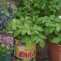 ジャガイモ,ぽろしり（じゃがいも）,ポテトバック,家庭菜園の画像