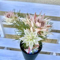 セルリア,エビーナの画像