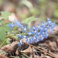 ヒヤシンス,プルモナリア,ヤマエンゴサク,山野草,iPhone撮影の画像