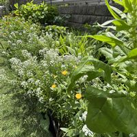 シラン,アナベル,ホワイトレースフラワー,ほうれん草,スィートアリッサムの画像