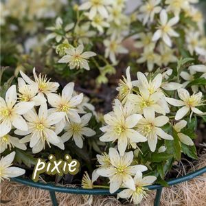 クレマチス,プランター,軒下,ハンギング,小さな庭の画像