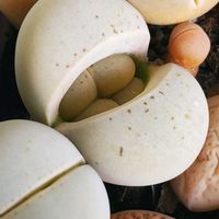 モナルダ,コモロスミレ,ヒメフウロウソウ,メドウアネモネ,GSの繋がりに感謝♡の画像