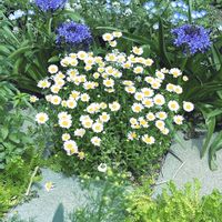 アナベル,クリサンセマム,ホワイトレースフラワー,ギリア,種から育てるの画像