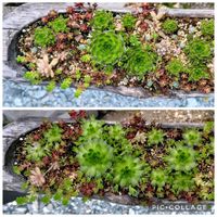 爪蓮華,インディアンクラブ,サボテン ダイソー産,ダイソーサボテン,農産物直売所の画像