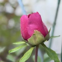 マムシグサ,牡丹,クマガイソウ,山野草,花のある暮らしの画像