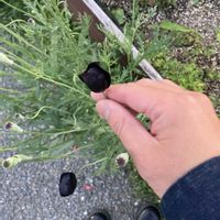 ポピー,お花の画像