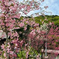 八重桜,ハナカイドウ,花海棠,ハナカイドウ（花海棠）,ヤエザクラ (八重桜)の画像