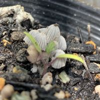 イチゴ,イチゴ,ミニトマト,ミニトマト,キノコの画像