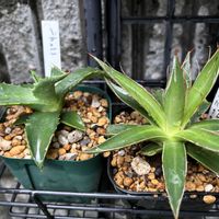 羽衣ジャスミン,アガベ　パリー,アガベ　笹の雪,アガベフィリフェラ,アガベ大好きの画像