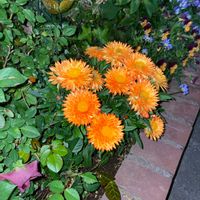 ヘリクリサムの画像