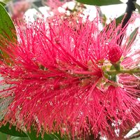 ブラシノキ,赤い花,温室の花,栃木花センターの画像
