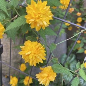 ヤマブキ,ヤエヤマブキ,山野草,放置栽培,神奈川県の画像