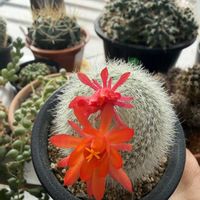 サボテン,赤い花,お花,トゲトゲの画像