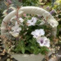 ペチュニア,オレガノ ケントビューティー,斑入りワイヤープランツ スポットライト,地植え,ガーデニングの画像