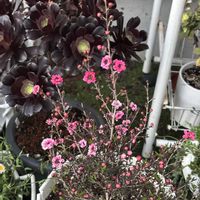 夕映え,カシミヤバイオレット,ギョリュウバイ（魚柳梅）の画像