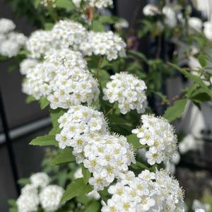 コデマリ,山野草,放置栽培,神奈川県,山野草大好き協会の画像