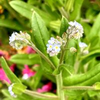 ベロニカ,ヘラオオバコ,ノハラワスレナグサの画像