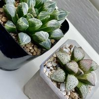 ハオルチア,ハオルチア,ハオルチア ハブドマディス,多肉植物,観葉植物の画像