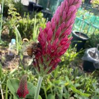 鉢植え,果樹栽培,市民農園,ミキドワーフ,家庭菜園の画像