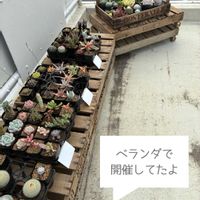アンゴラ兎,蛾眉山,多肉植物,ユーフォルビア,テラスの画像