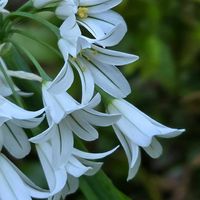 スモークツリー,マツバギク,ミツカドネギ,島根県の画像