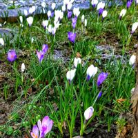 クロッカス,コブシの花,エゾエンゴサク,担々麺,エンレイソウ♪の画像