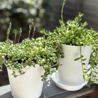 星の王子,パープルヘイズ,ピーチネックレス,ゴールデンラビット,三日月ネックレスの画像