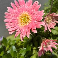 ガーベラ,ガーベラ,花のある暮らし,春のお花,大好きな花の画像
