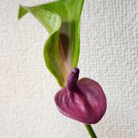 アンスリウム,アンスリウム・シラノ,アンスリウム　ジゾー,アンスリウム パープル ジゾー,観葉植物の画像