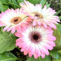 ガーベラ,ガーベラ,キンギョソウ,キンレンカ,可愛いの画像