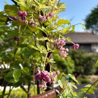 アケビ,斑入りアケビの画像