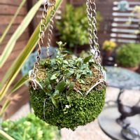 ブライダルベール,ベビーティアーズ,ハンキング,ガーデニング,ベビーティアーズシートの画像