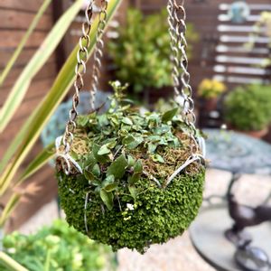 ブライダルベール,ベビーティアーズ,ハンキング,ガーデニング,ベビーティアーズシートの画像