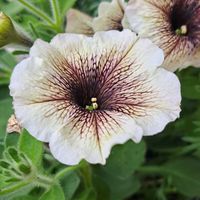 ペチュニア,可愛いね,今の楽しみ,キュンキュン❣️,玄関アプローチの画像