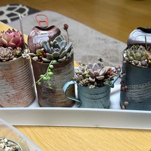 寄せ植え,多肉植物,リメ缶,植物のある暮らしの画像