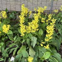 タニウツギ,タニウツギ,レモンマリーゴールド,レモンマリーゴールド,ラグラスバニーテールの画像