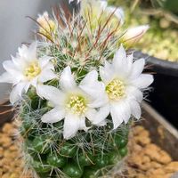 カランコエ,サボテン,サンジソウ,レブチア,サボテンの花✨の画像