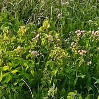 ハギ,ハルジオンの画像