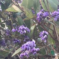 ハーデンベルギア,愛しの紫の画像