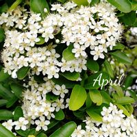 ピラカンサ,可愛い,癒し,花のある暮らし,お出かけ先の画像