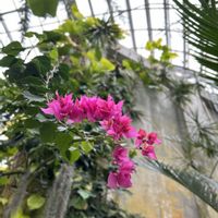 ヒスイカズラ,ヒスイカズラ,ブーゲンビレア,スターフルーツ,スターフルーツの画像